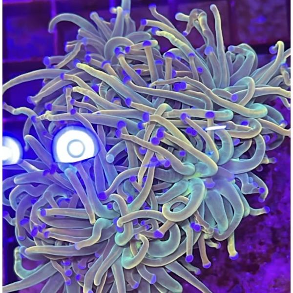HOLY GRAIL TORCH CORAL (ONE HEAD)